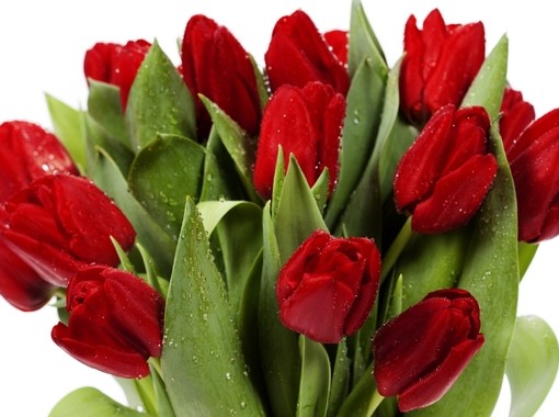 piros-tulipán-nagy